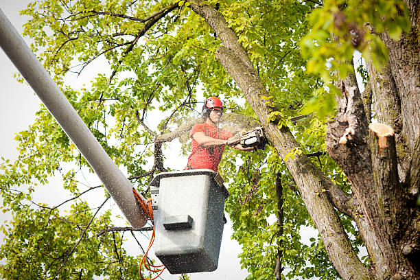 Professional Tree Services in Buckhead Ridge, FL