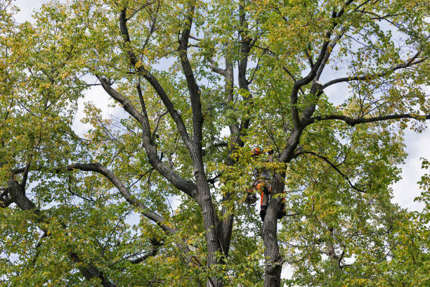 How Our Tree Care Process Works  in  Buckhead Ridge, FL